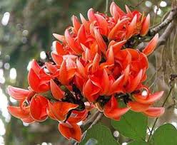 Dhak (Flame of Forest)