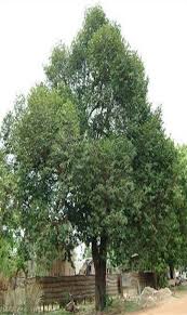 Diospyros embryopteris (Gab	گب)