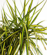 Dracaena Kiwi