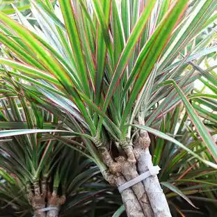 Dracaena Marginata