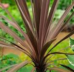Dracaena Purple (Black)