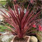 Dracaena Red