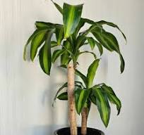 Dracaena (Maki Patta)