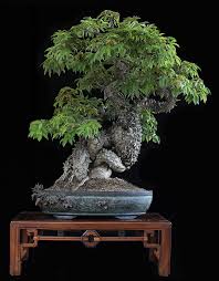 Dragon Bonsai Thai