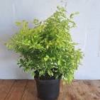 Duranta Golden  7" pot size