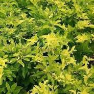 Duranta Golden (Plastic packet)
