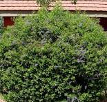 Duranta Green