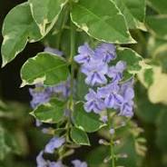 Duranta Variegated