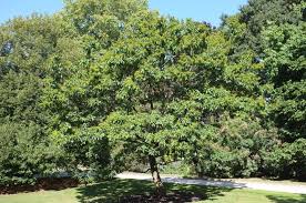 Ehretia acuminata (Punna	پُنا)