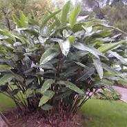 Elaichi  Green