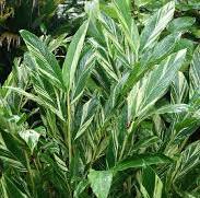 Elaichi Variegated