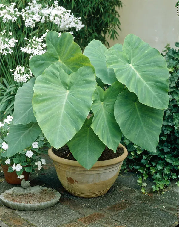 Elephant Ear (Elephantia)