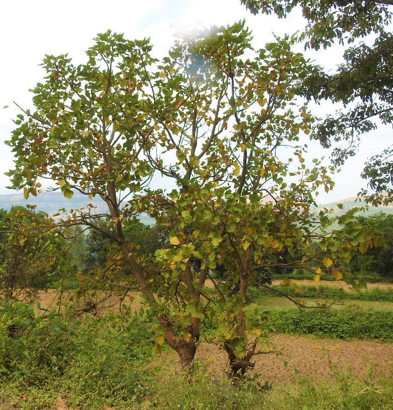 Erythrina suberosa (Gule nishtar گلِ نشتر  )