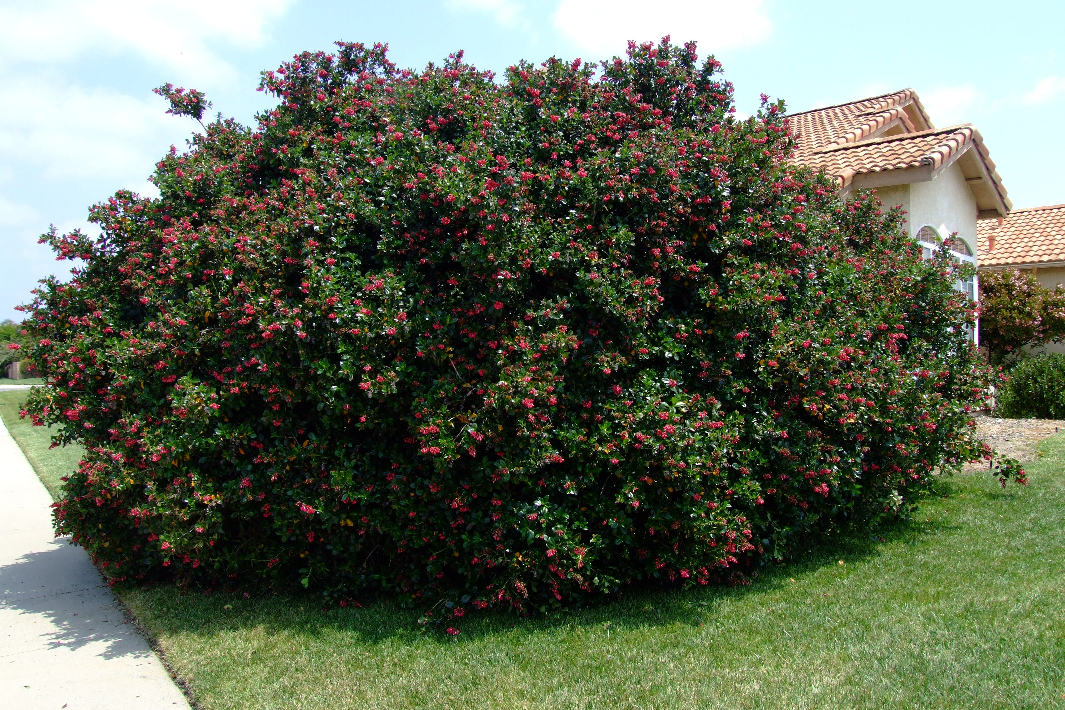 Escallonia spp	(Escallonia	ایسکالونیا)