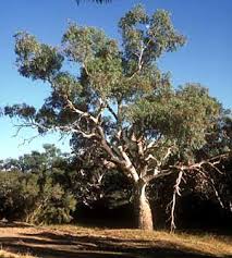 Eucalyptus camaldulensis (Eucalyptus یوکلپٹس)