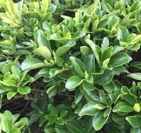 Euonymus Green