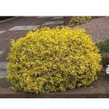 Euonymus Variegated Golden
