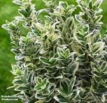 Euonymus Variegated White
