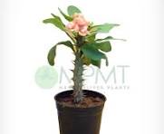 Euphorbia Miniature