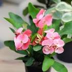 Euphorbia Single