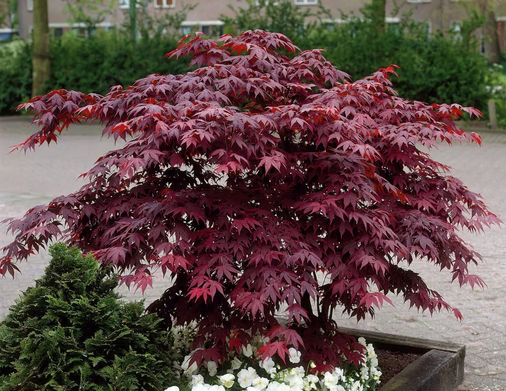 Evergreen Maple