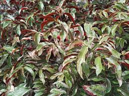 Excoecaria Variegated