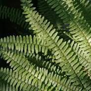 Fern/Boston Fern