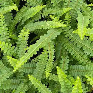 Fern Erect Sword