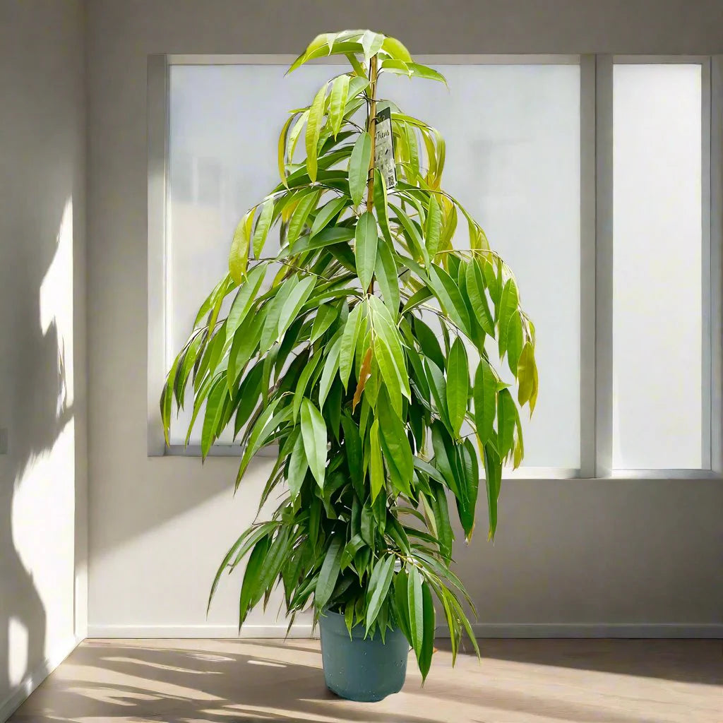Ficus Amstel King