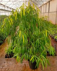 Ficus Amstel Queen