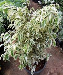 Ficus Starlight
