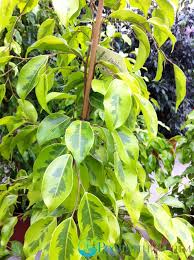 Ficus Golden