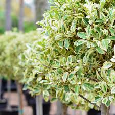 Ficus Hawaii