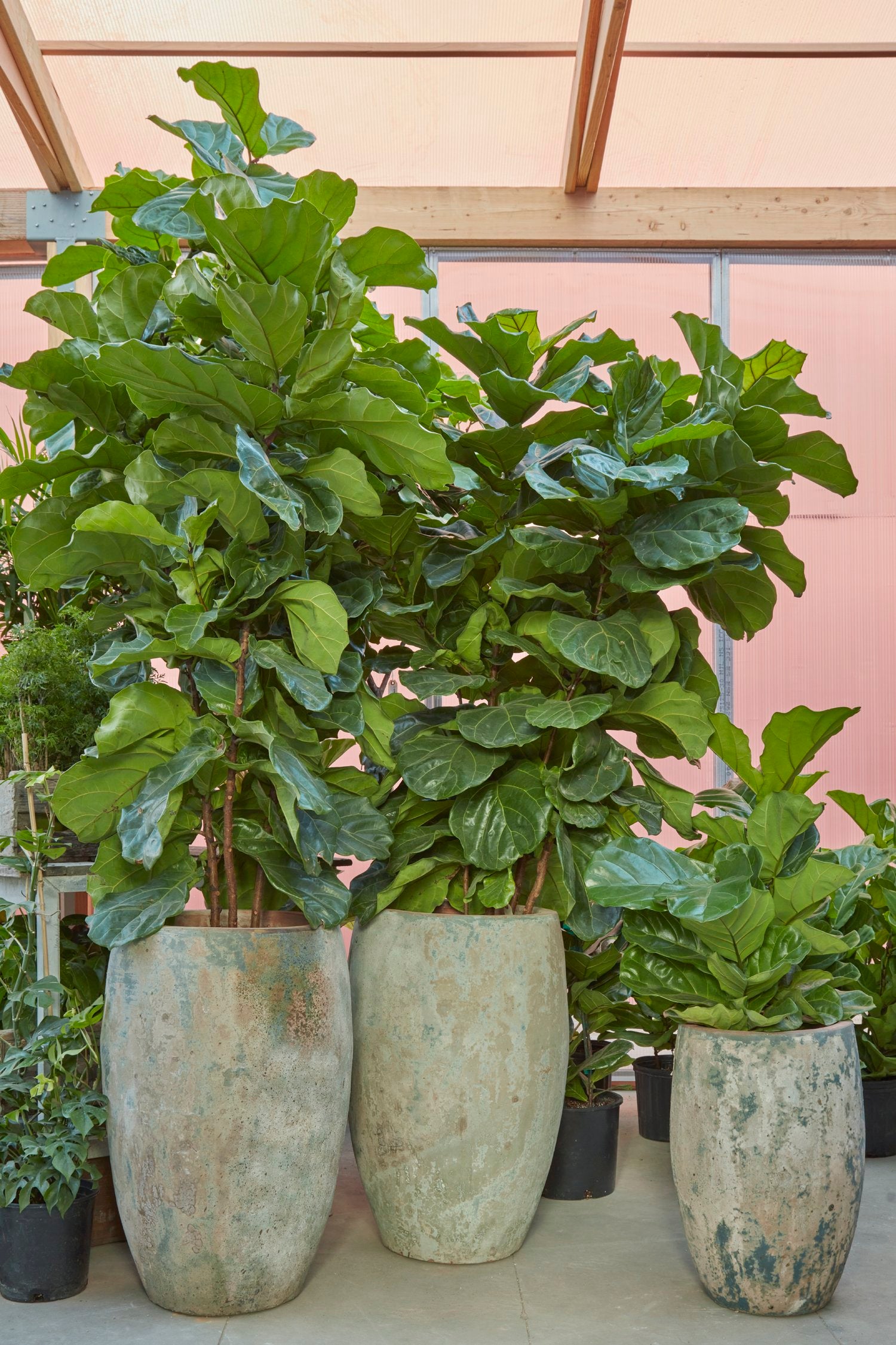 Ficus Lyrata
