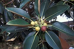 Ficus Macrophylla