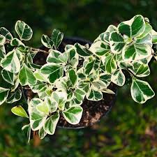 Ficus  Variegated