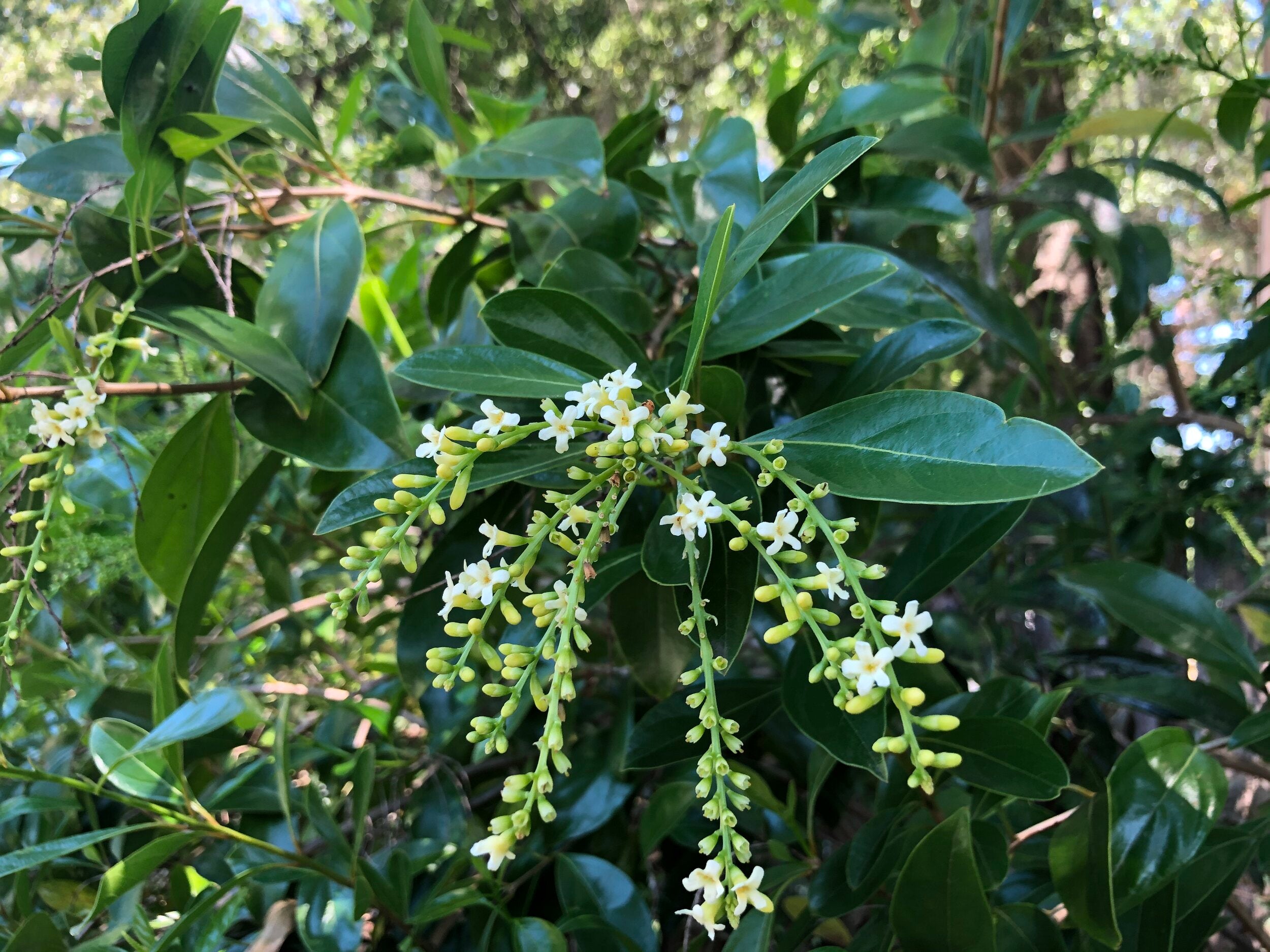 Fiddlewood