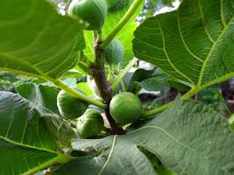 Fig (Anjeer)