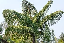 FishTail Palm