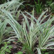 Flax Lily  (Variegated Ribbon Grass)