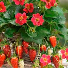 Fragaria ananassa	(Strawberry	اسٹرابیری)