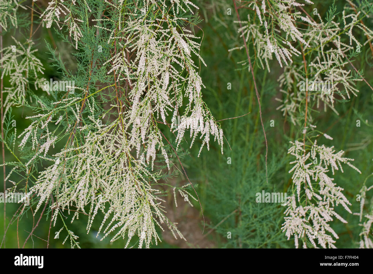 Frash   (Salt Cedar)