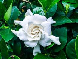 Gardenia Florida Green