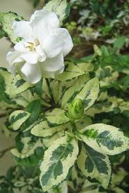Gardenia Florida Variegated