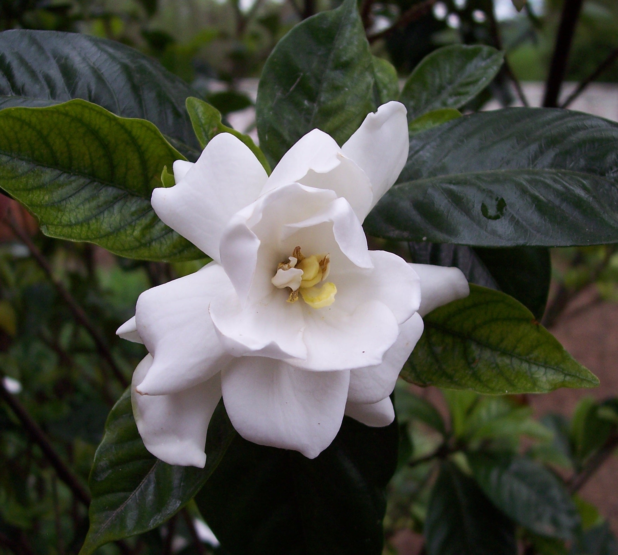 Gardenia calodendra 	(Gardenia 	گارڈینیا)