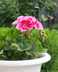 Geranium