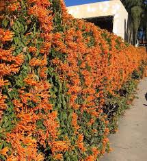 Golden Shower (Flame vine )