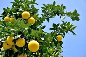 Grape fruit