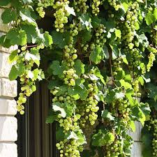 Grapes (Angoor)