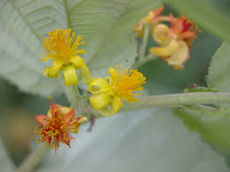 Grewia asiatica	(Falsa	فالسہ)